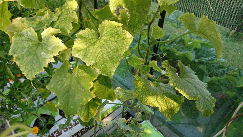 Agurkplante angrebet af spindemider i drivhus