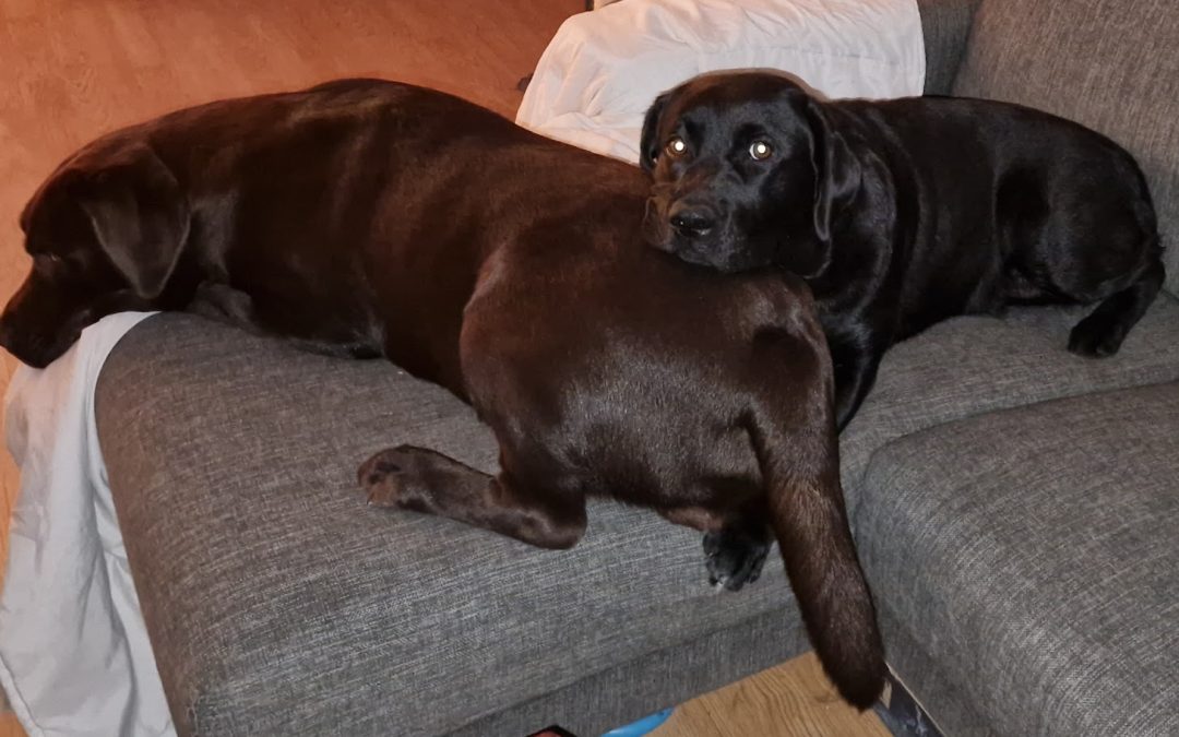 Hvad er en Labrador Retriever? – En trofast, glad og alsidig hund