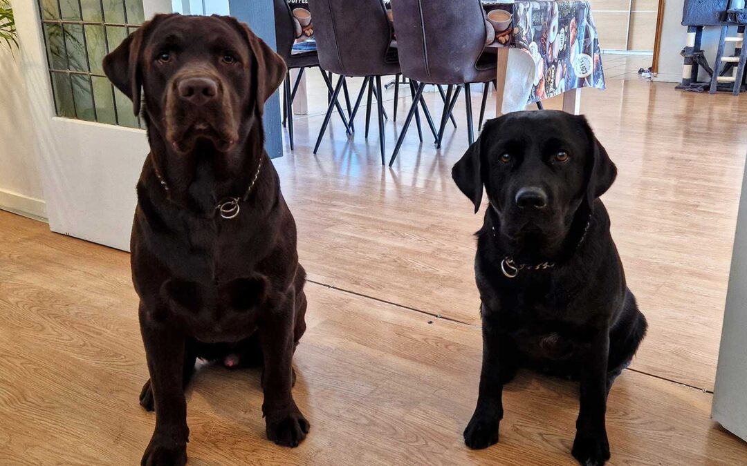 Nila er blevet parret med Noah – Vi forventer hvalpe i juli!