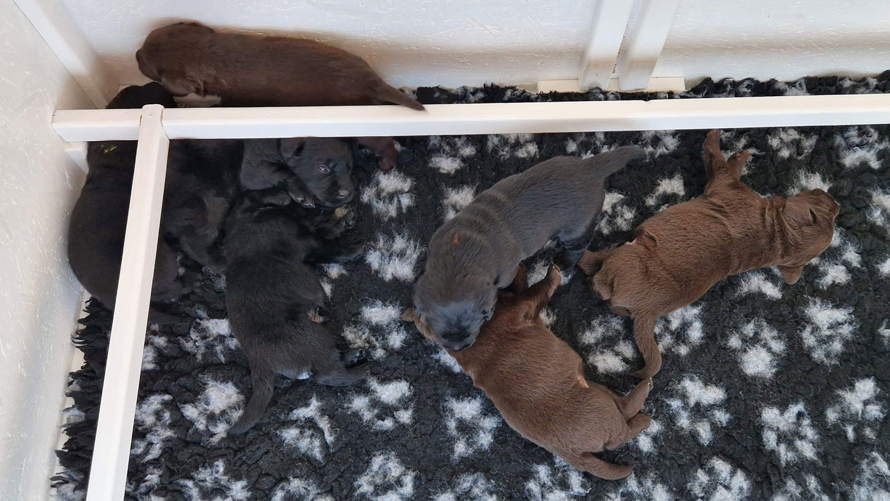 Labrador Retriever hvalpe – 3 uger gamle i hvalpekassen