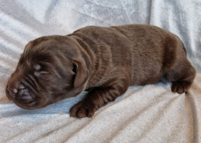 Brun labrador retriever hanhvalp på 1 uge fra Bavnely