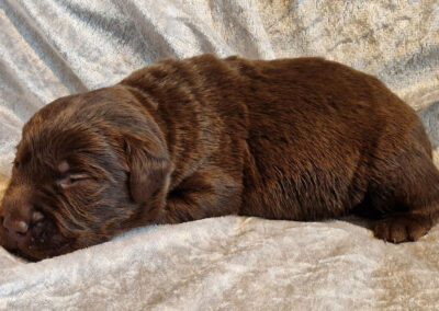 Brownie – brun labrador retriever hanhvalp