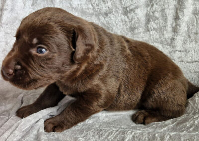 Brownie – brun labrador retriever hanhvalp