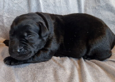 Sort labrador retriever hanhvalp med hvid blis – 1 uge gammel