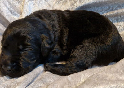 Max – sort labrador retriever hanhvalp