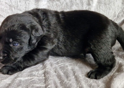 Max – sort labrador retriever hanhvalp