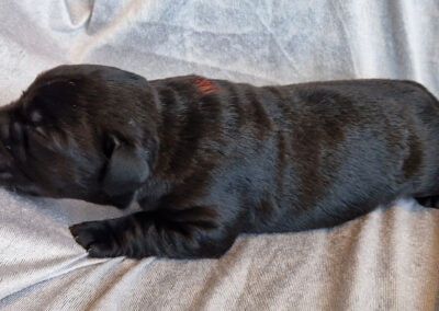 Sort labrador tævehvalp med rød mærkning – 1 uge gammel