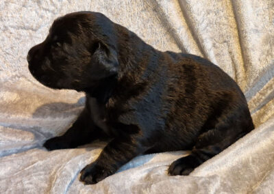 Blackie – sort labrador retriever tævehvalp