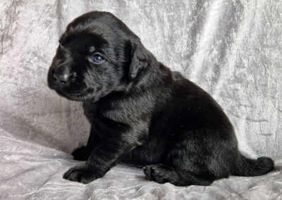 Blackie – sort labrador retriever tævehvalp