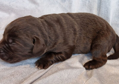 Brun labrador retriever hanhvalp med hvid blis – 1 uge gammel