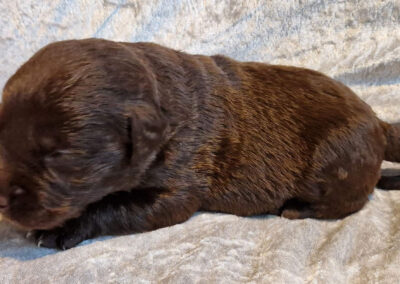 Bailey – brun labrador retriever hanhvalp