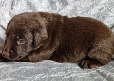 Bailey – brun labrador retriever hanhvalp