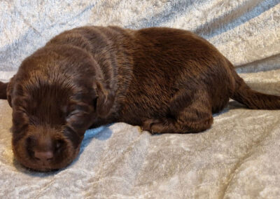Lady – brun labrador retriever tævehvalp