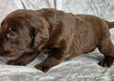Lady – brun labrador retriever tævehvalp