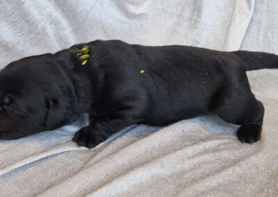 Sort labrador tævehvalp med gul markering – 1 uge gammel