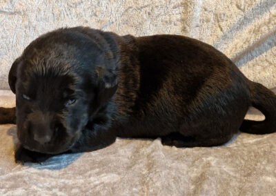 Maggie – sort labrador retriever tævehvalp