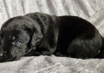 Maggie – sort labrador retriever tævehvalp