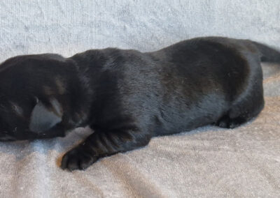 Sort labrador retriever hanhvalp – 1 uge gammel