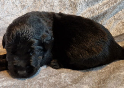 Balder – sort labrador retriever hanhvalp