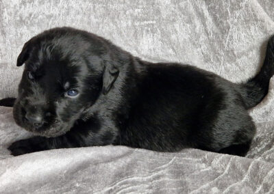 Balder – sort labrador retriever hanhvalp