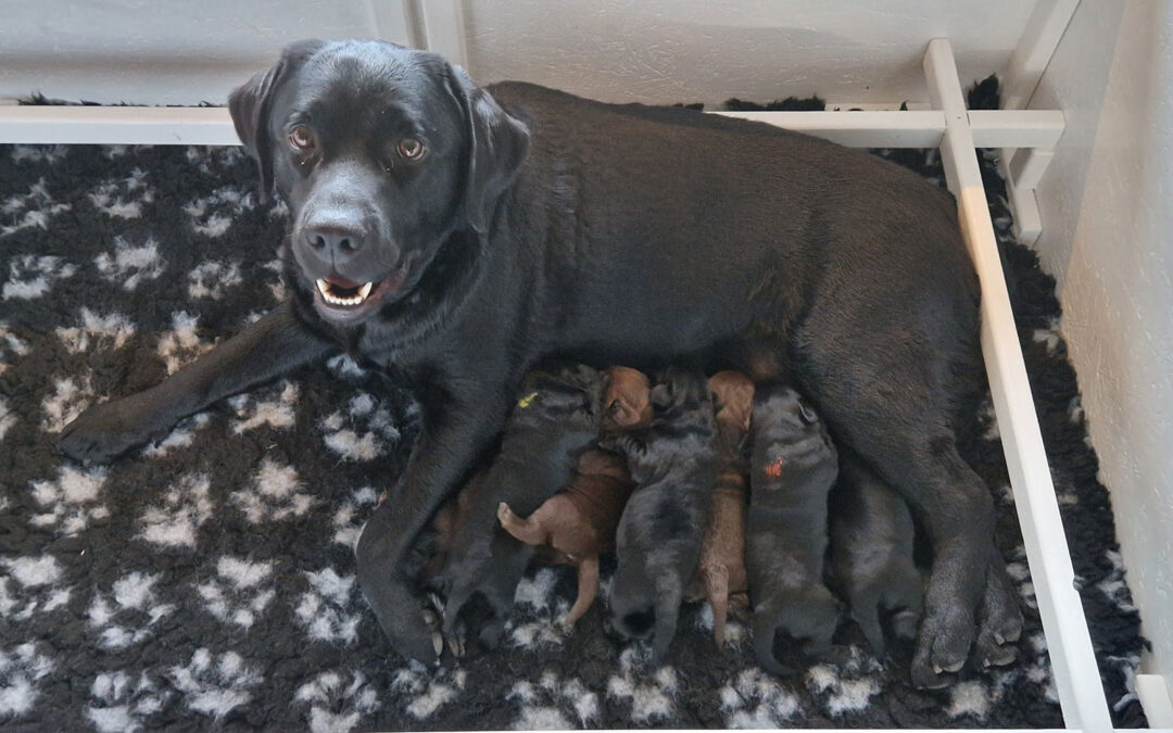 Labrador Retriever hvalpene er nu blevet en uge gamle