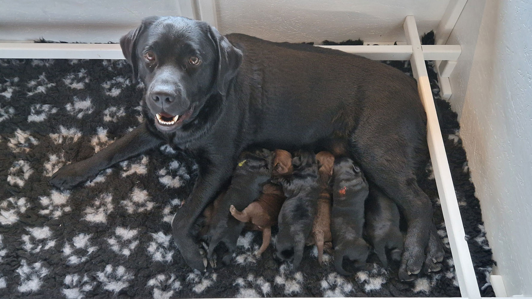 Labrador retriever tæve med syv hvalpe i hvalpekasse – 1 uge gamle