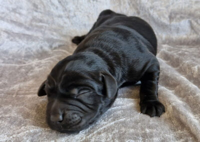 Sort labrador retriever hanhvalp med hvid blis på brystet