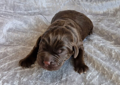 Brun labrador retriever hanhvalp med hvidt bryst