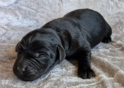 Sort labrador retriever tævehvalp hviler sig
