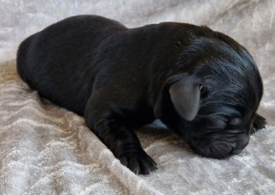 Sort labrador retriever hanhvalp med blank pels