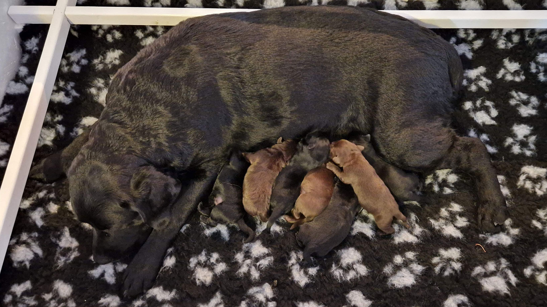 Labrador retriever morhunden Nila ligger i fødekassen med sine syv nyfødte hvalpe