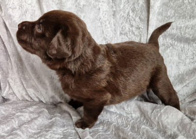 Bailey – brun labrador retriever hanhvalp