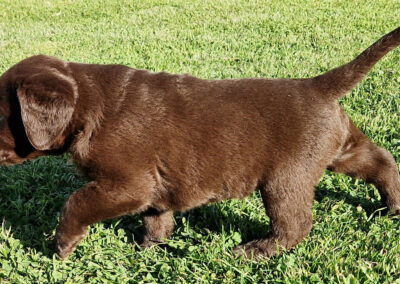 Brun Labrador Retriever hanhvalp på 6 uger som er opsøgende og observerende i haven