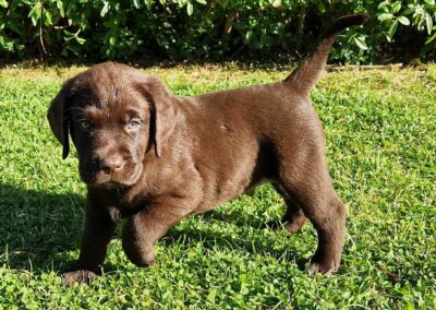 Brun Labrador Retriever hanhvalp på 7 uger, opsøgende og observerende på græsset