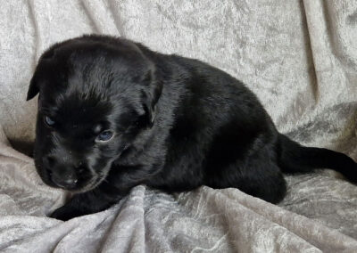 Balder – sort labrador retriever hanhvalp