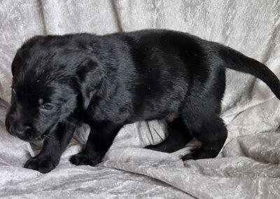 Sort Labrador Retriever hanhvalp på 5 uger som er rolig og legesyg