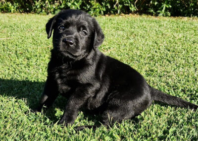 Sort Labrador Retriever hanhvalp på 6 uger som er rolig og legesyg på græsset