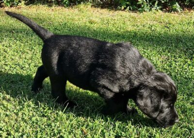 Sort Labrador Retriever hanhvalp på 7 uger, rolig og legesyg på græsset