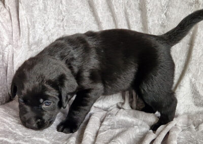 Blackie – sort labrador retriever tævehvalp