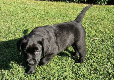 Sort Labrador Retriever tævehvalp på 7 uger, opsøgende og legesyg i haven