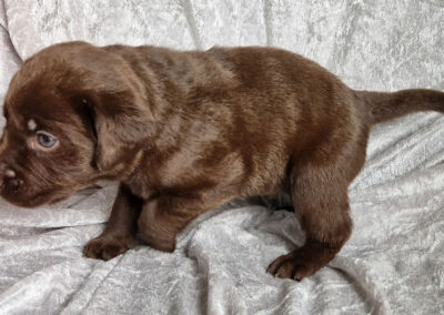 Brownie – brun labrador retriever hanhvalp