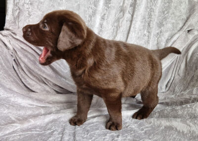 Brun Labrador Retriever hanhvalp på 5 uger som er energisk puttetrold