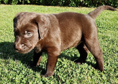 Brun Labrador Retriever hanhvalp på 6 uger som udforsker græsset