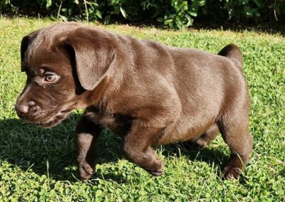 Brun Labrador Retriever hanhvalp på 7 uger, energisk og nysgerrig på græsplænen