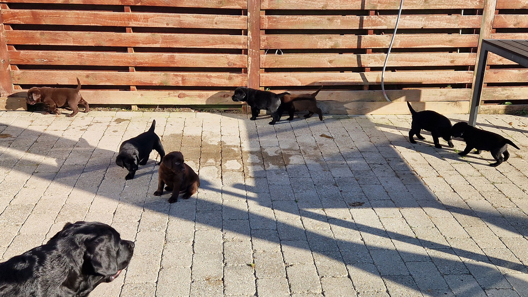Kuld af sorte og brune Labrador Retriever hvalpe på 6 uger der leger i gårdhaven