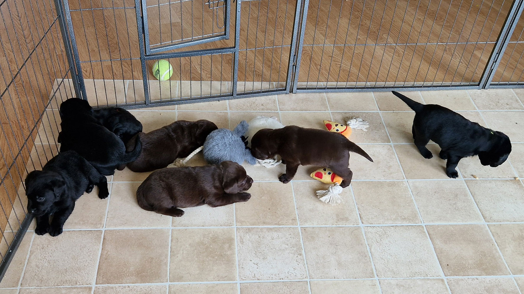 Kuld af sorte og brune Labrador Retriever hvalpe på 5 uger der leger i hvalpegården