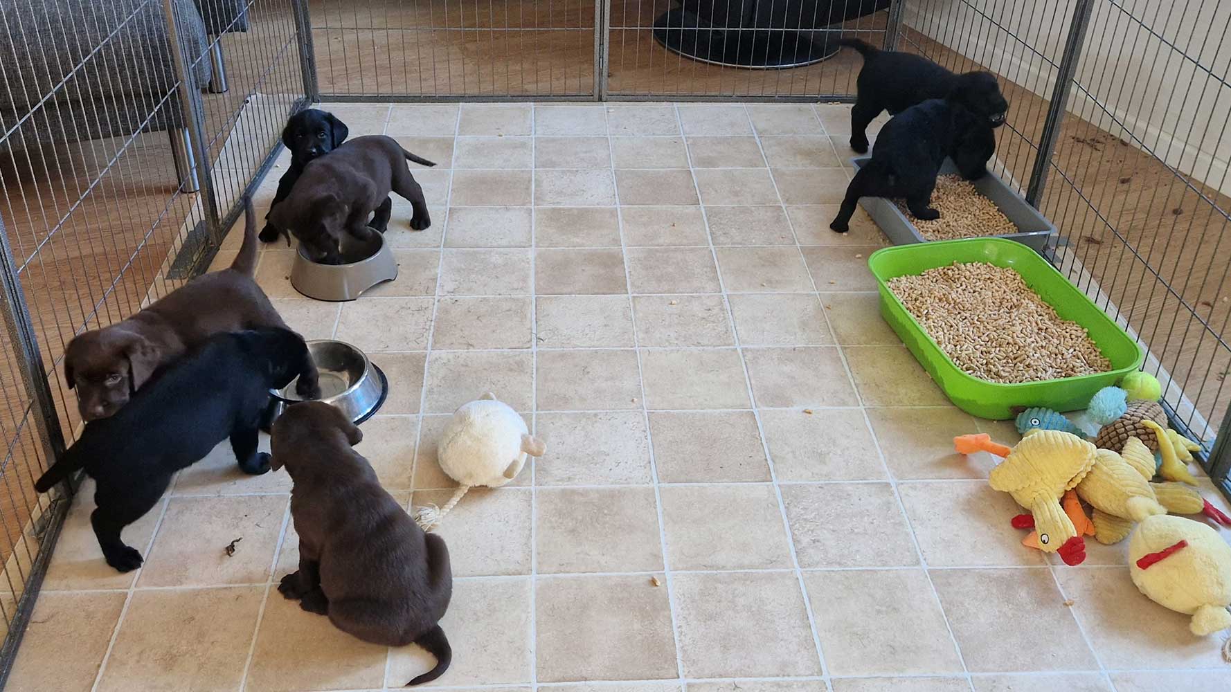 Labrador Retriever hvalpe på 7 uger spiser og bruger træpillekasse i hvalpegården