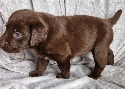 Brun Labrador Retriever tævehvalp på 5 uger som er selvsikker og legesyg