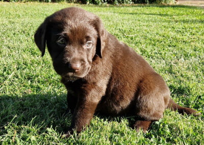 Brun Labrador Retriever tævehvalp på 6 uger som er selvsikker og legesyg i haven