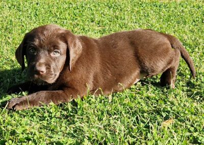 Brun Labrador Retriever tævehvalp på 7 uger, selvsikker og legesyg i haven